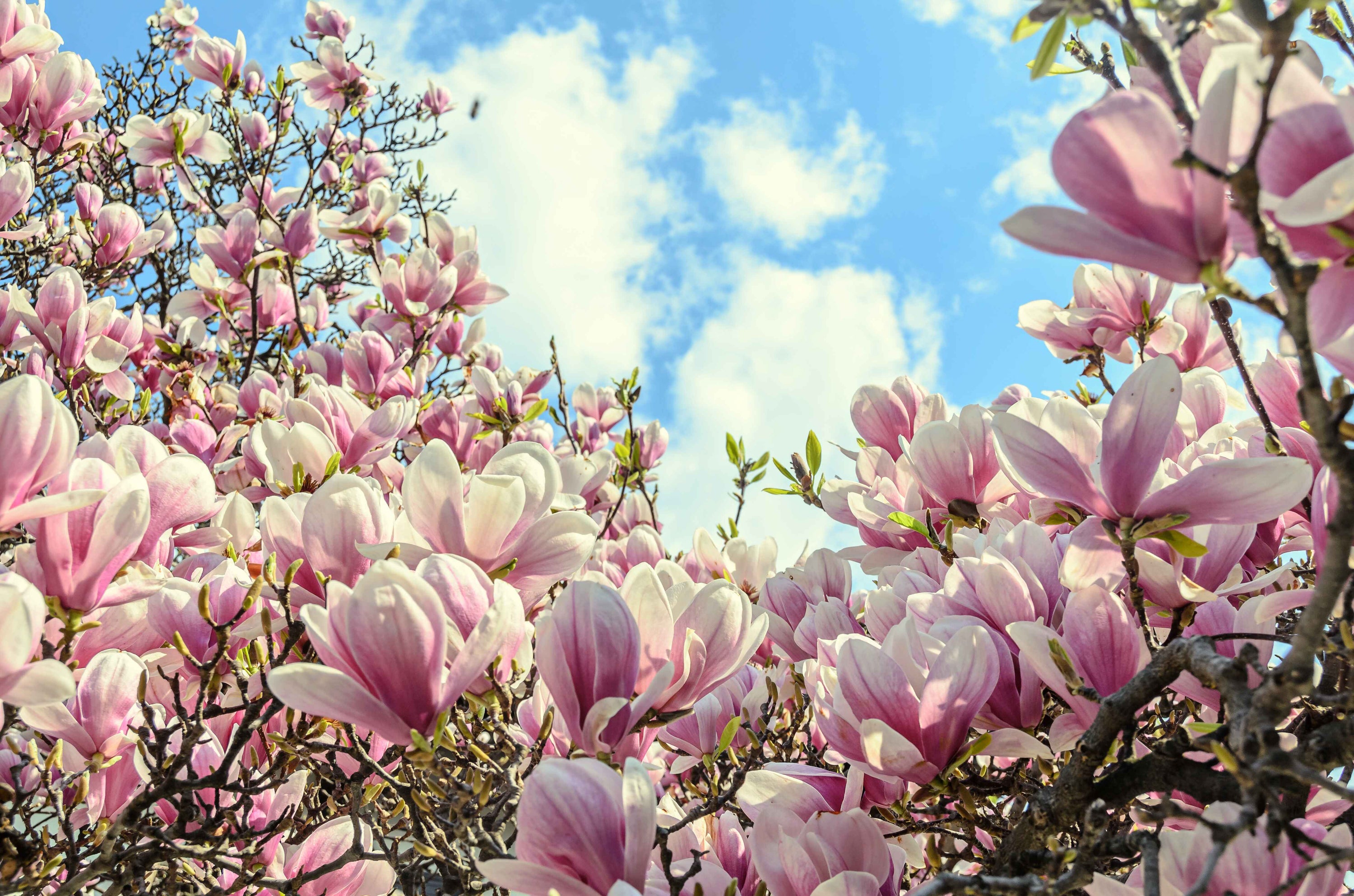 The Top 10 Trees to Grow in Small Gardens: A Guide for Beginners