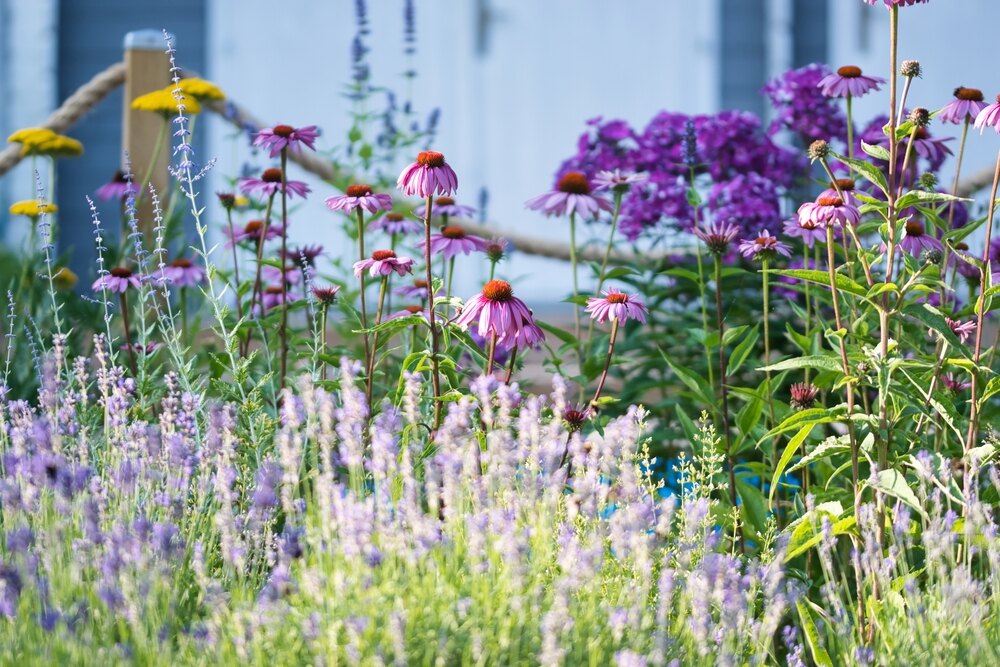 A vibrant garden with purple coneflowers, lavender, and other colorful perennials, bathed in soft sunlight against a blurred background.