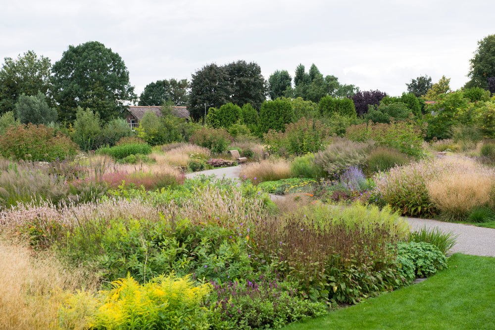 A lush garden landscape featuring a variety of grasses, shrubs, and perennials in soft green, purple, and golden hues, with a curved pathway leading through the foliage and trees in the background